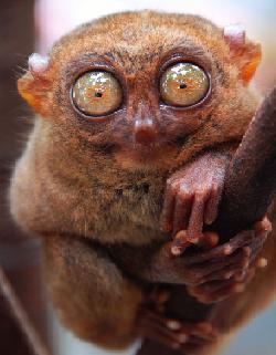 Le tarsier, minuscule et discret primate, communique par ultrasons