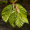 Boschi e foreste