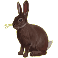 lapin10.png