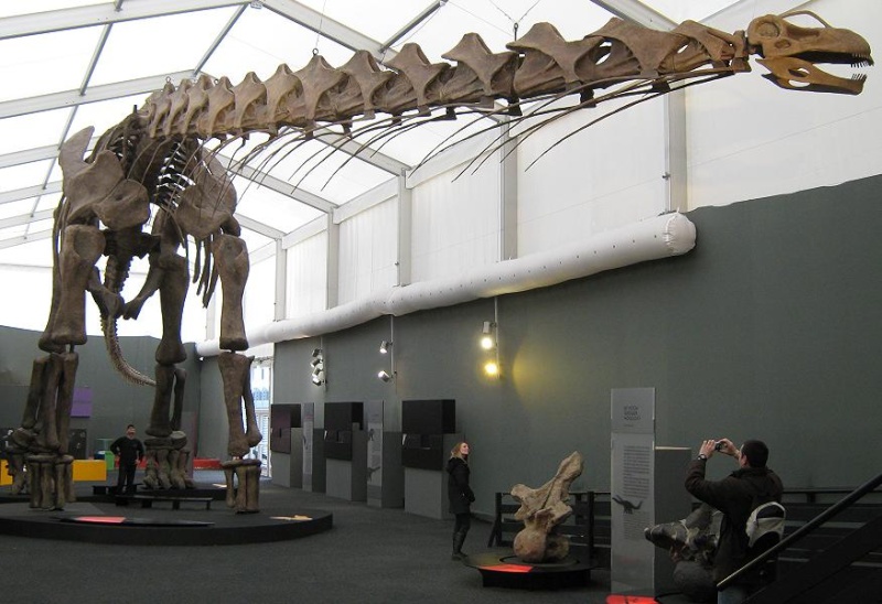 Dino Ausstellung Bonn