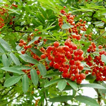 Arbol Rowan