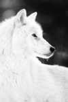 Белые Волки (WW)