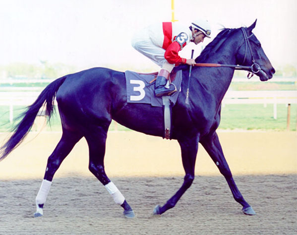 black thoroughbred racehorse. thoroughbred racehorse,
