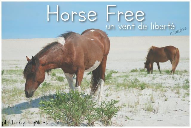 le libre galop des mustangs
