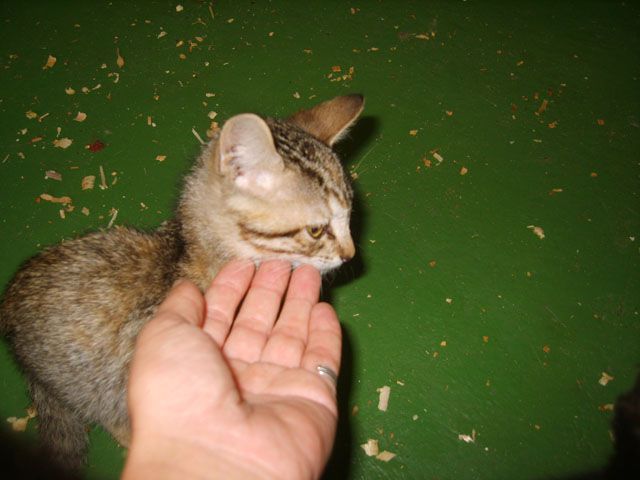bionda10.jpg