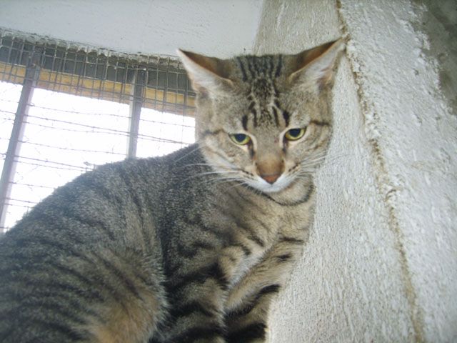 panchi10.jpg