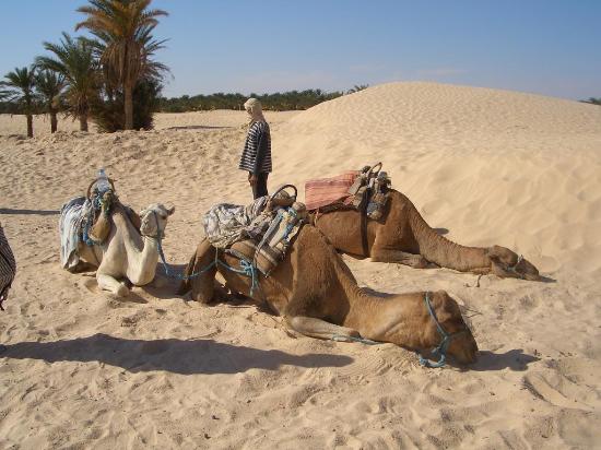 camel-10.jpg