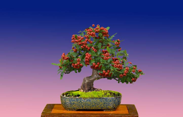 Coral Beauty Cotoneaster Nursery stock