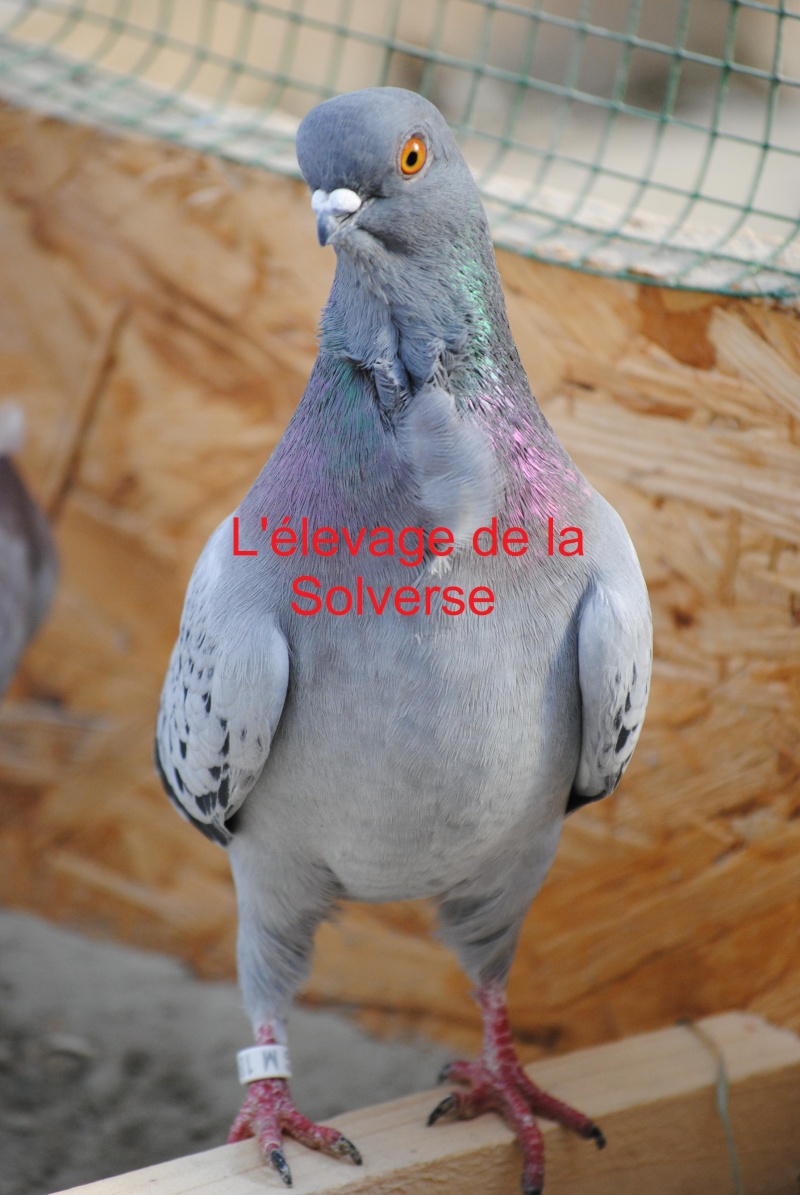 pigeon16.jpg