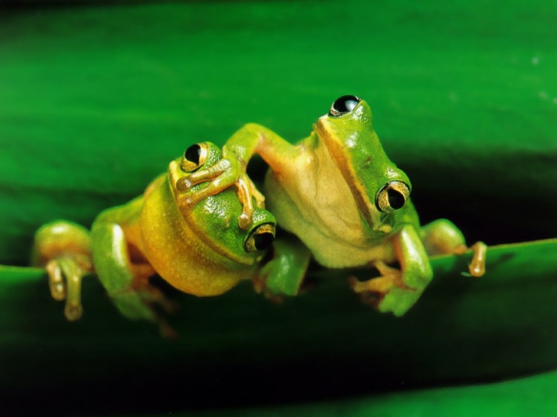 frogs11.jpg